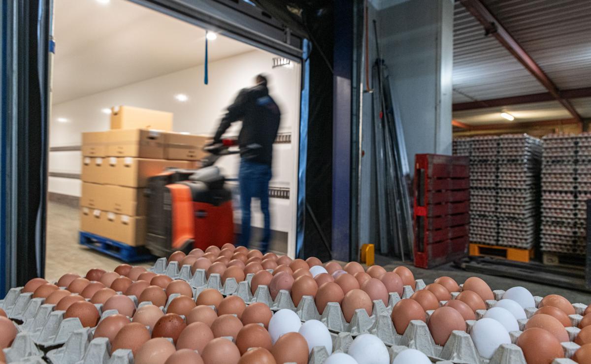 Volvo FH E. Buitenhuis_Eierhandel_1 Volvo FH E. Buitenhuis_Eierhandel_1